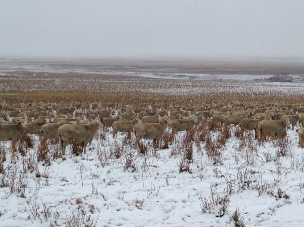 Na tejto fotografii sa nachádza 500 oviec. Vidíš ich?