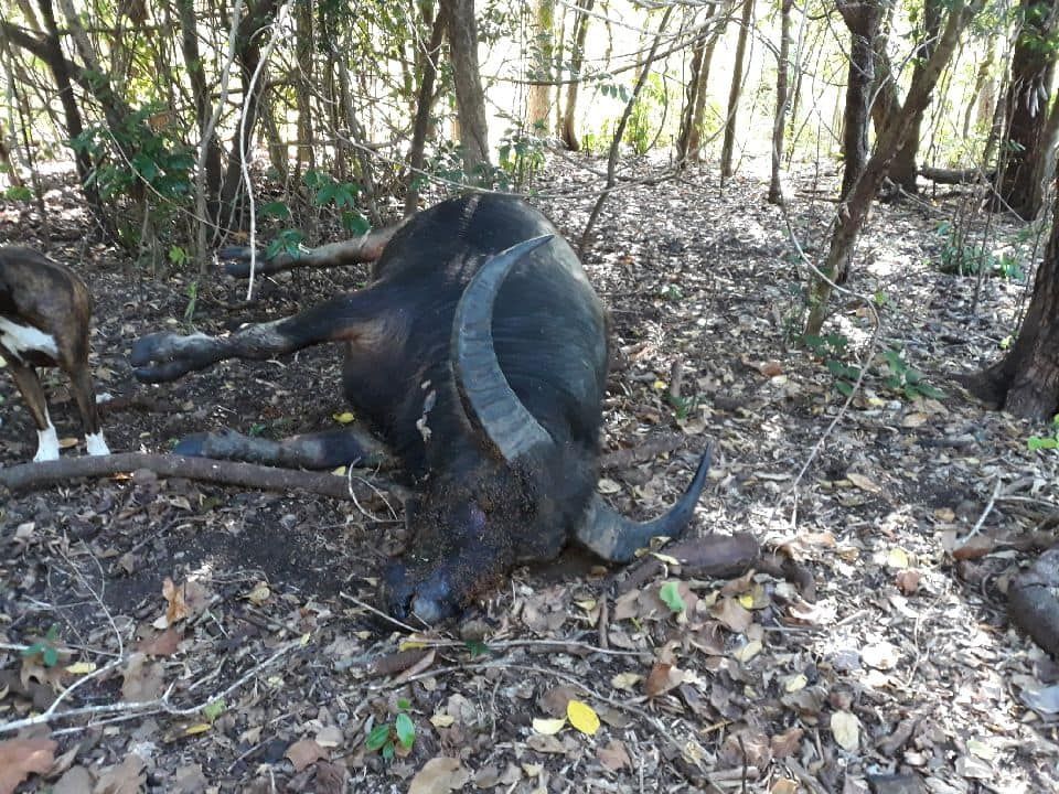 Zomierajúci bizón neodišiel bez boja. Lovcovi rozrazil nohu svojimi rohmi predtým, než sa mu ho podarilo zastreliť
