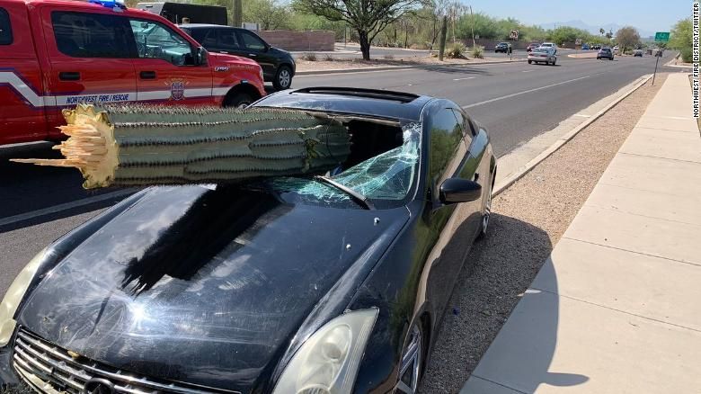 Šofér sa opil tak, že svoje auto napichol na obrovský kaktus a rozbil si celé čelné sklo