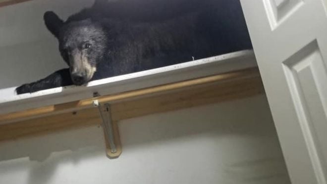 Medveď sa vlámal do domu a potom unavený zaspal v šatníku, kde ho našli policajti