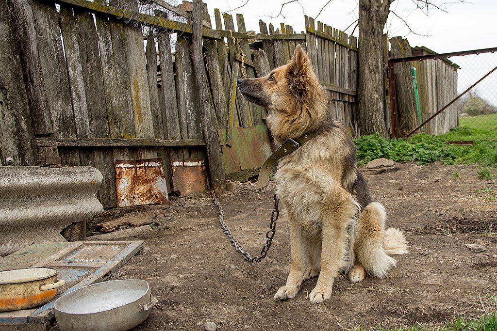Pes nepatrí na reťaz. Ministerstvo sa bude zaoberať petíciou, ktorá chce držanie chlpáčov na reťazi kompletne zakázať