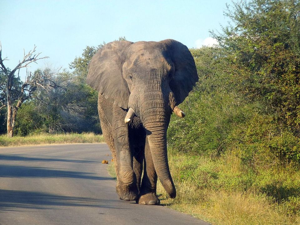 Varšavská zoologická záhrada bude vystresované slony liečiť marihuanou