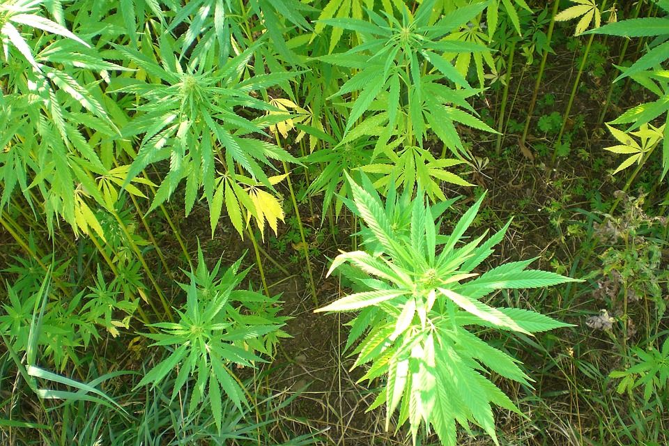 6 marihuanových nápadov, ktoré by zabodovali na Slovensku, keby sme rastlinu legalizovali