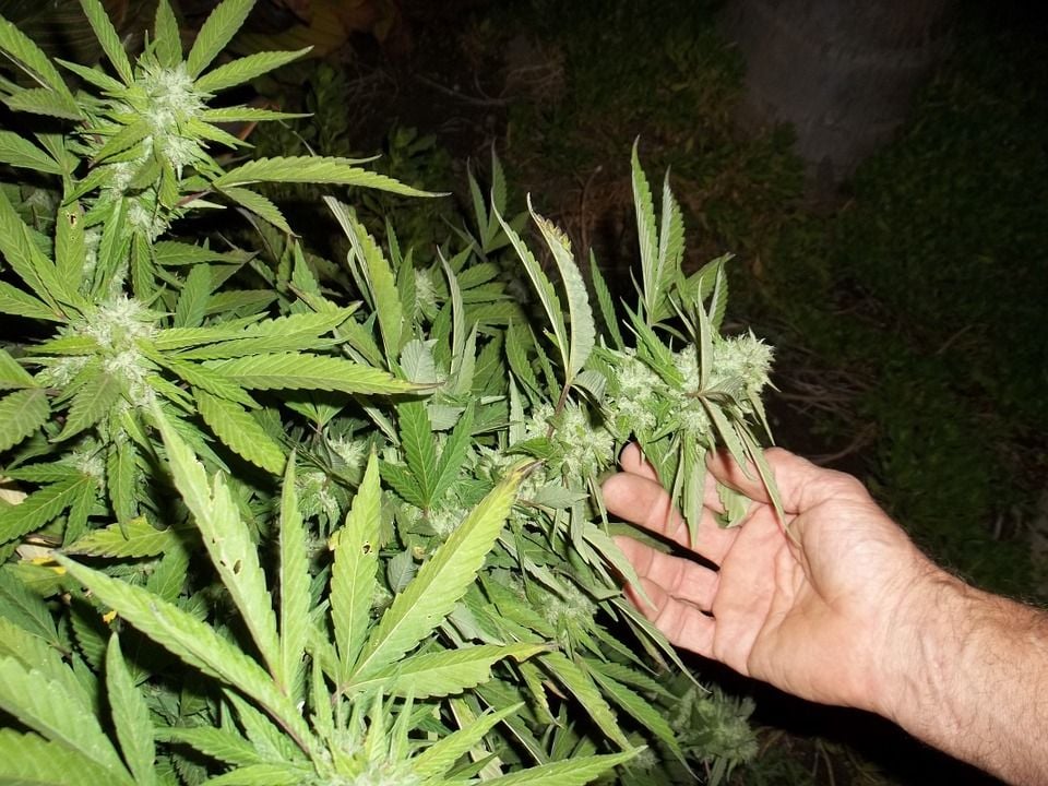 6 marihuanových nápadov, ktoré by zabodovali na Slovensku, keby sme rastlinu legalizovali