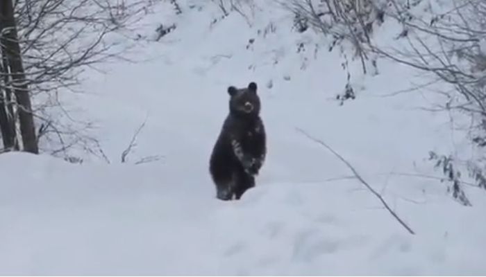 Medveďovi sa na rozkošnom videu milo prihovára lesník. Posiela ho spať, vďaka čomu si ho ľudia rýchlo obľúbili
