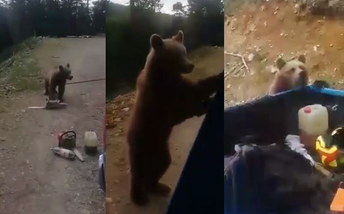 Slovenskí pilčíci stretli v lese medveďa, vulgárne mu vynadali a trafili ho do tváre, keď sa ho snažili odohnať