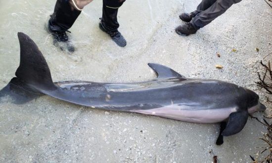 Mŕtvemu delfínovi vytiahli z tela polmetrovú plastovú sprchovaciu hadicu. Aj žalúdok mal plný plastu