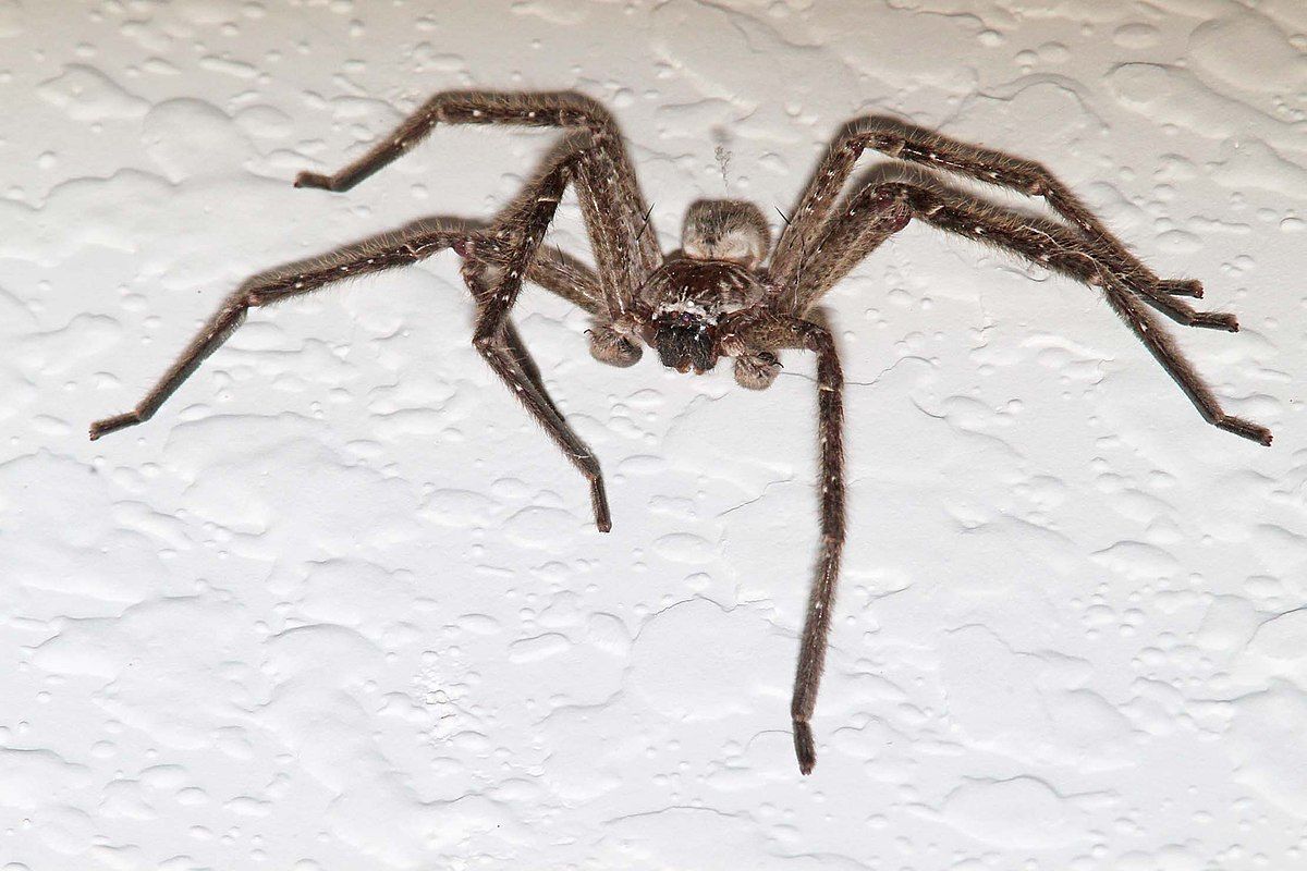 Austrálčan zúfalo vrieskal na pavúka, nech zomrie. Ľudia privolali policajtov, lebo sa báli, že niekoho vraždí