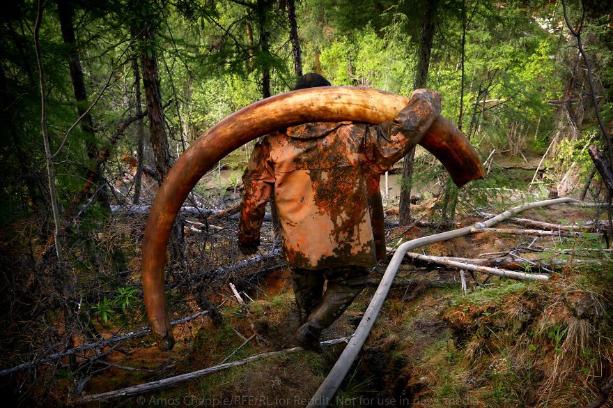 Ilegálne hľadanie pozostatkov mamutov na Sibíri je plné alkoholu, peňazí a nebezpečenstva. Muži smrti unikajú o vlások