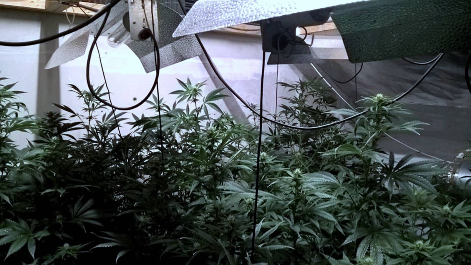 Policajti odprevadili opitú dôchodkyňu domov, našli jej tam marihuanovú farmu s 54 rastlinami