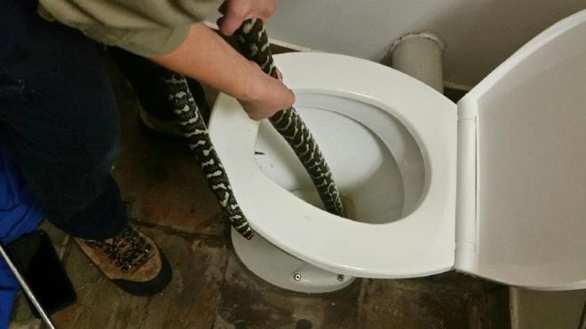 Austrálčanku na záchode uhryzol 1,5-metrový pytón. Schovával sa v mise pred extrémnymi teplotami