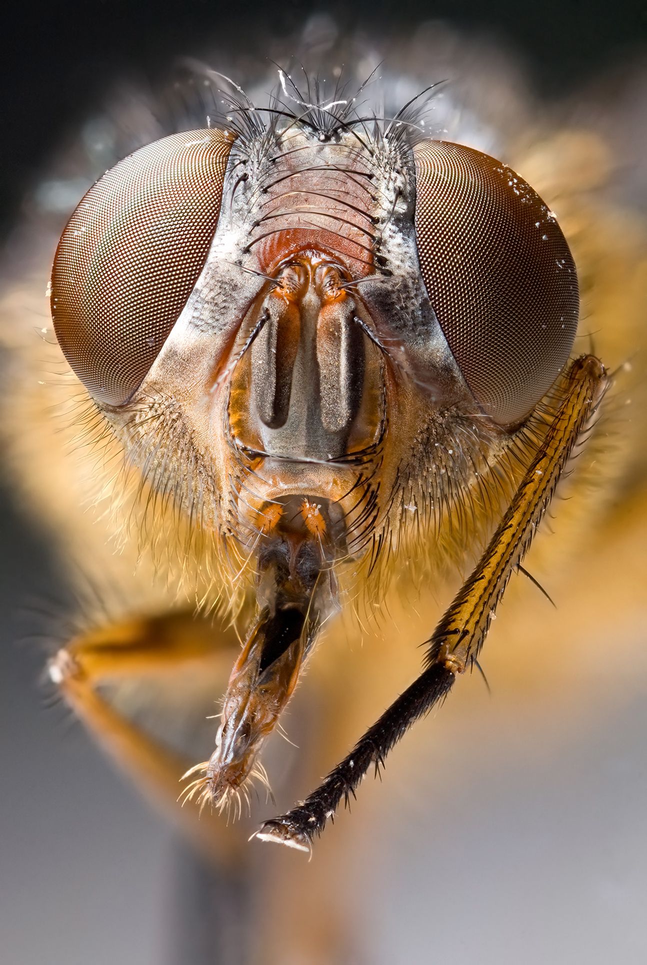 Hmyz do 100 let kompletně zmizí z povrchu zemského, tvrdí vědci