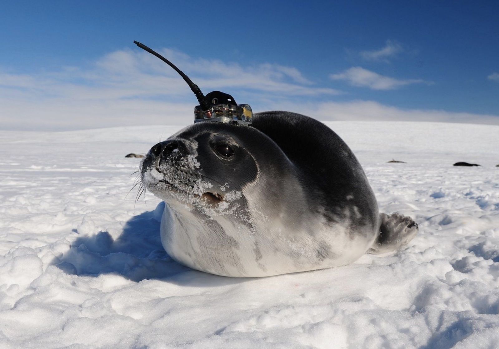 Tuleni s anténami na hlavách prozkoumali díru v antarktickém ledu velkou jako 10 Českých republik