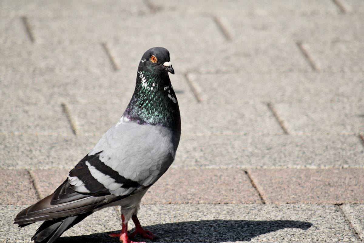 Čím ďalej tým viac holubov vyzerá, že má problém kráčať. Výskumníci vedia prečo, vypadané ľudské vlasy im ničia nohy