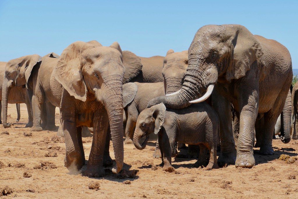Rozhodlo sa o tom, že vyvážanie slonov z Afriky bude skoro úplne zakázané