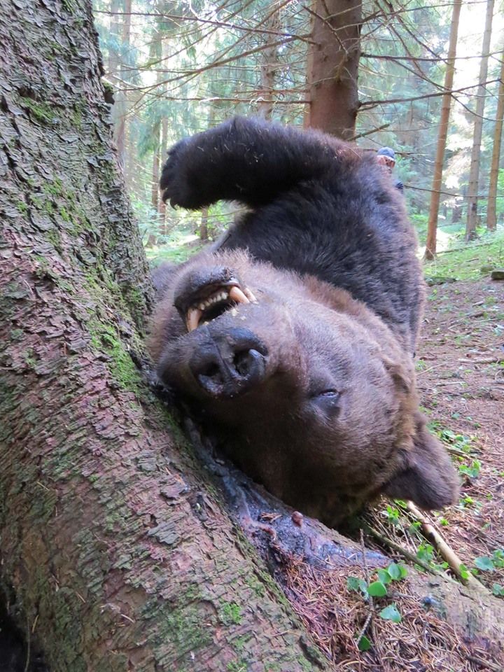 V Národnom parku Veľká Fatra sa našlo telo zastreleného medveďa, páchateľ je zatiaľ neznámy