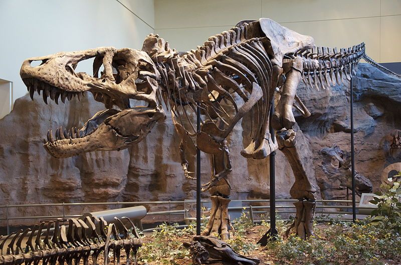 Vedci prišli na to, že Tyrannosaurus Rex mal v hlave niečo, ako osobnú klimatizáciu