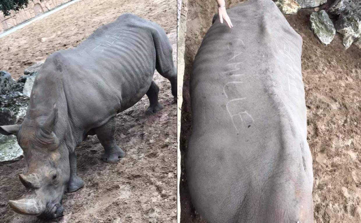 Návštevníci francúzskej zoo prekročili hranice, do kože nosorožca vyryli svoje mená