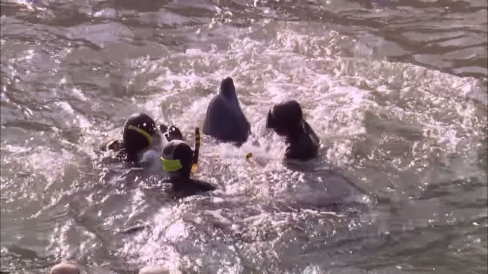 V Japonsku začal masaker, pri ktorom sa pobrežia plnia krvou delfínov