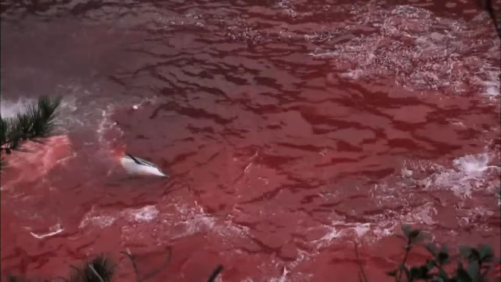 V Japonsku začal masaker, pri ktorom sa pobrežia plnia krvou delfínov