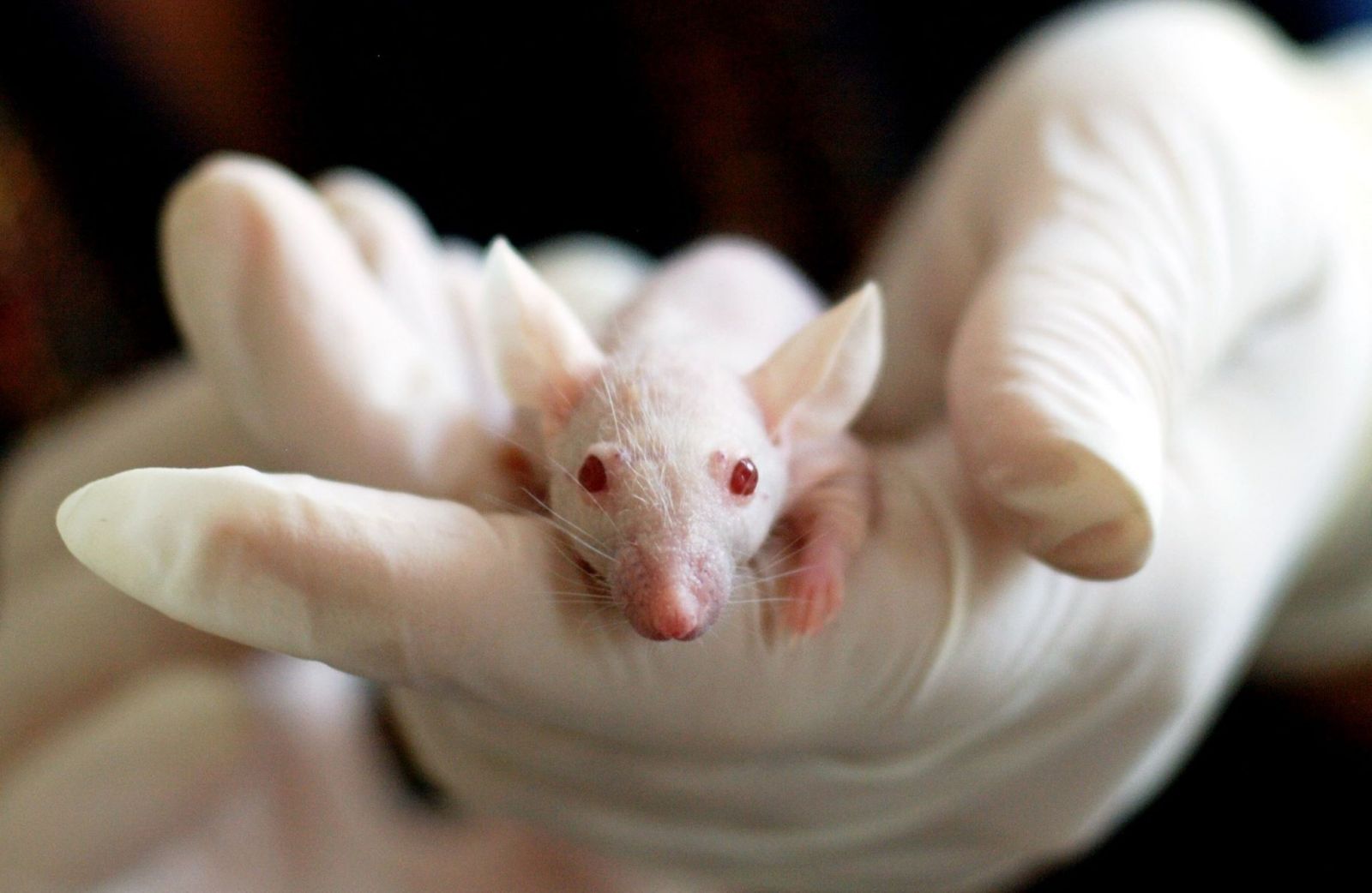 Mama chorého chlapca kúpila z Číny zmutované myši aby našla liek na jeho vzácnu chorobu