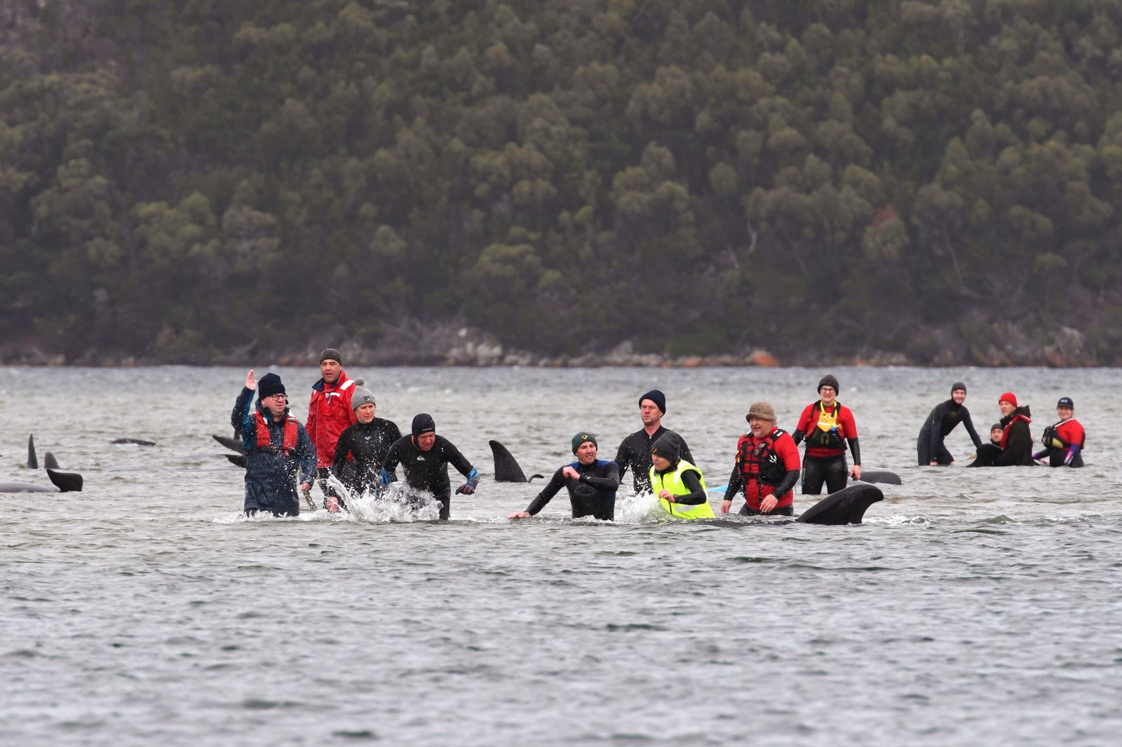 Pri pobreží Austrálie uviazlo takmer 500 veľrýb. Vyše polovica z nich už zahynula