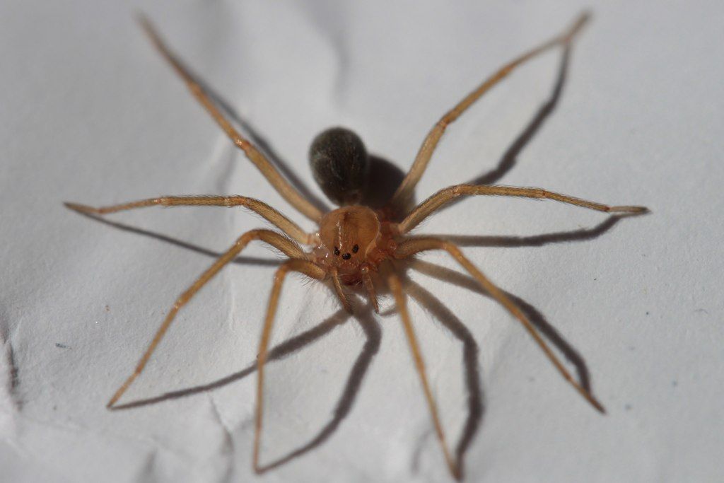 Vedci objavili nový druh jedovatého pavúka. Keď ťa pohryzie, časť tvojho tela začne hniť