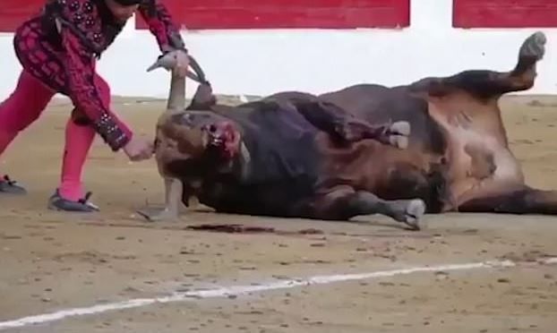 Toreador pred očami divákov opakovane bodal býka do hlavy. Proti krvavému športu sa už búria ochranári zvierat