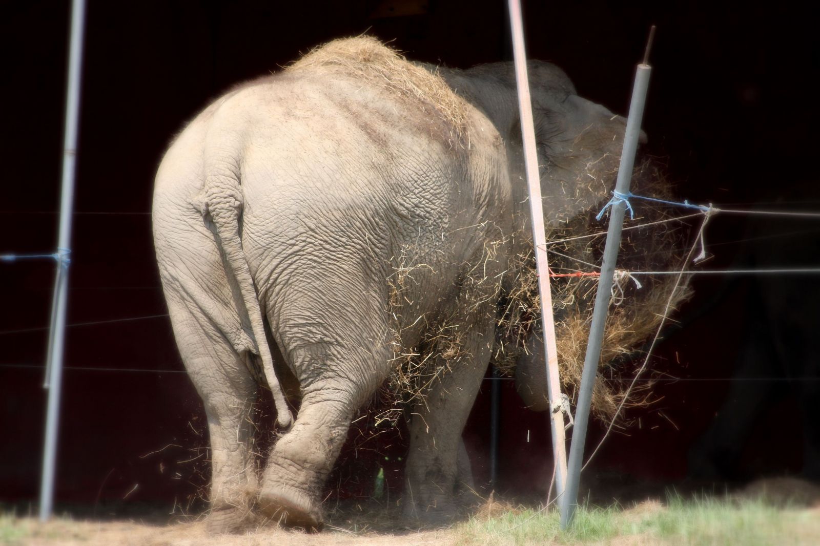 Ázijský slon v cirkuse Aleš.