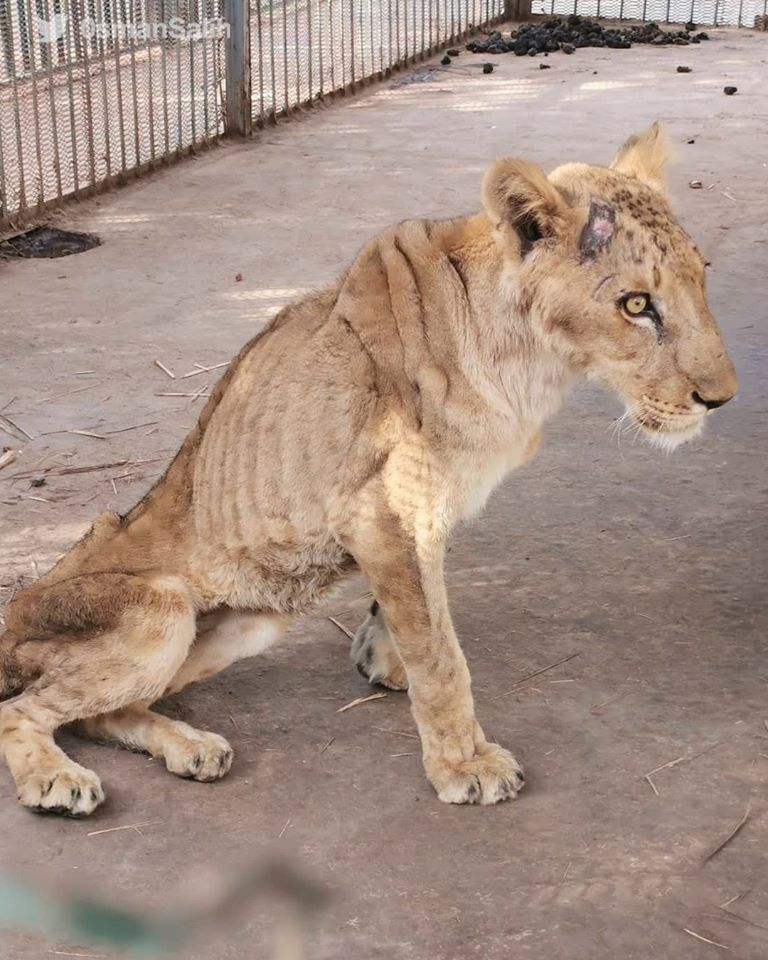 Zvieratá v sudánskej zoo trpia hladom. Jedna z levíc nedávno zomrela