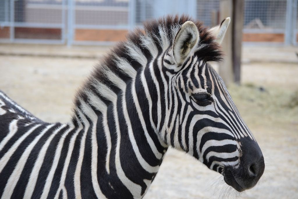 Riaditeľka zoo v Bratislave: Zoologické záhrady neslúžia len na rekreáciu, v prvom rade sa snažia o záchranu ohrozených druhov