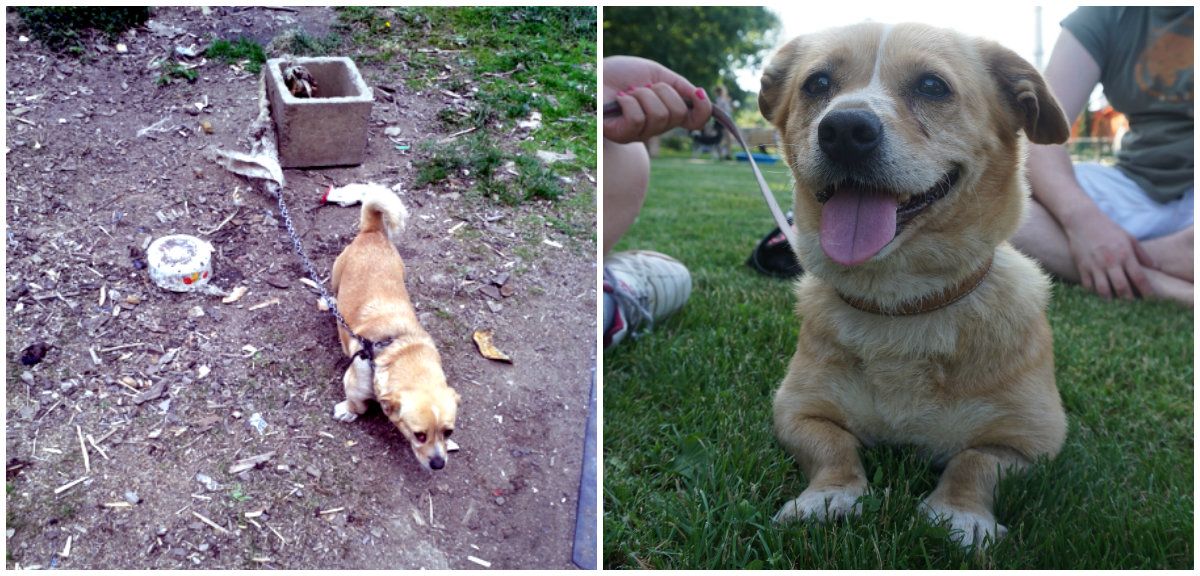Navštívili sme útulok pre psov v Bratislave. Aj títo krásavci stále hľadajú nový domov