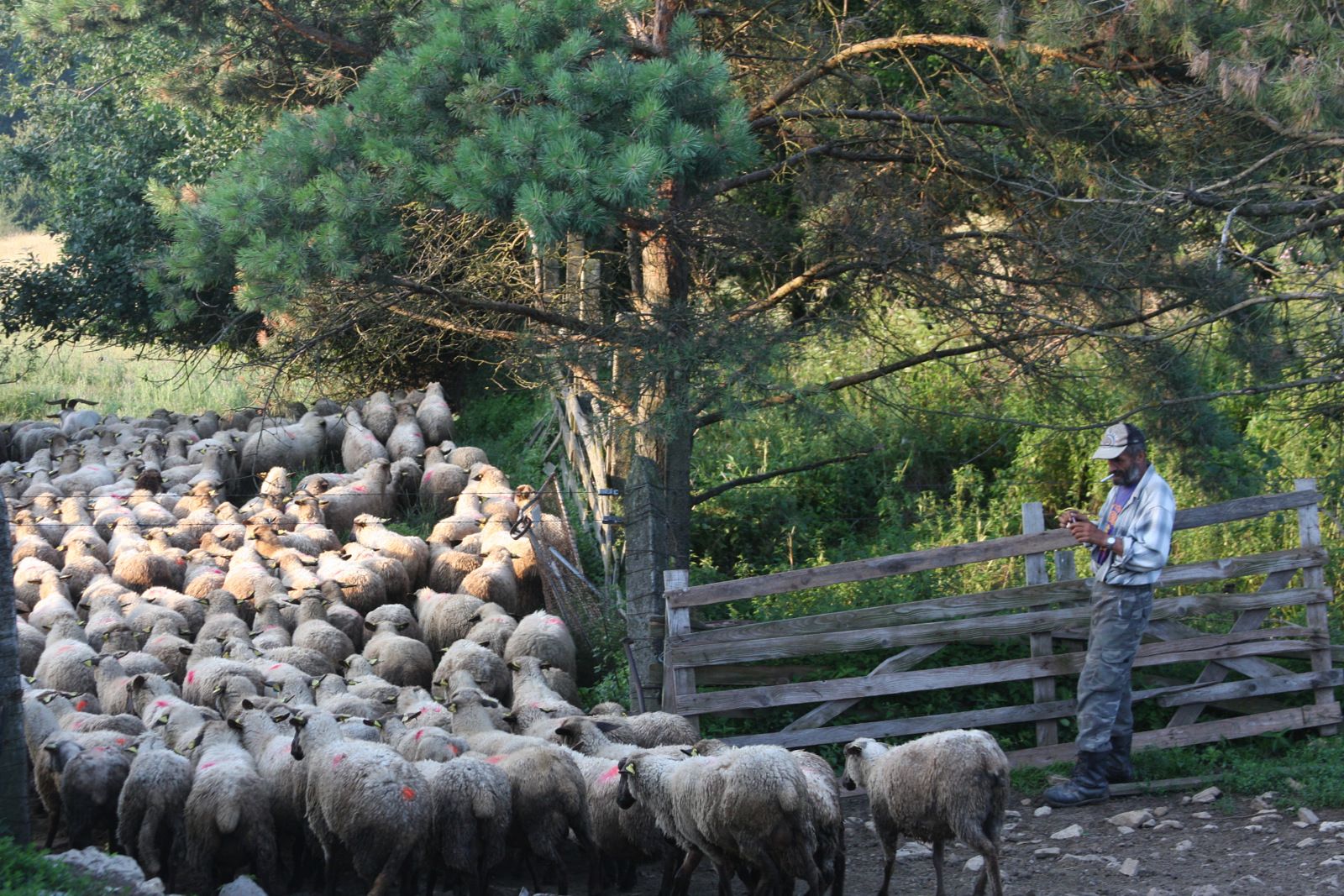 Po dojení vyháňa pastier stádo na pašu.