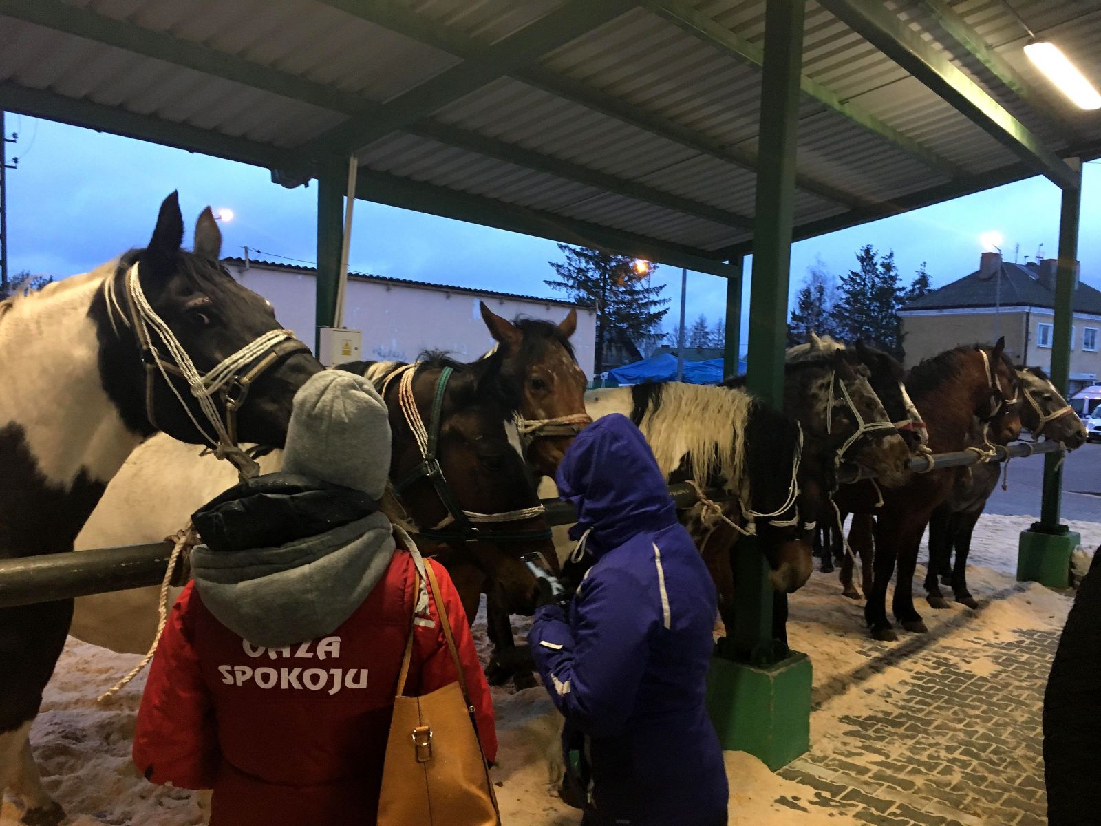 Konská mafia na východe. Z fariem zmizli desiatky zvierat. Majitelia pátrajú na vlastnú päsť, koňa našli až v Rumunsku