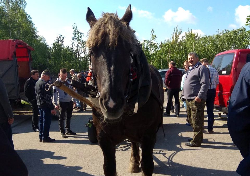 Konská mafia na východe. Z fariem zmizli desiatky zvierat. Majitelia pátrajú na vlastnú päsť, koňa našli až v Rumunsku