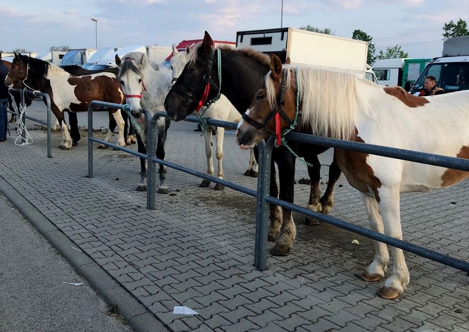 Konská mafia na východe. Z fariem zmizli desiatky zvierat. Majitelia pátrajú na vlastnú päsť, koňa našli až v Rumunsku