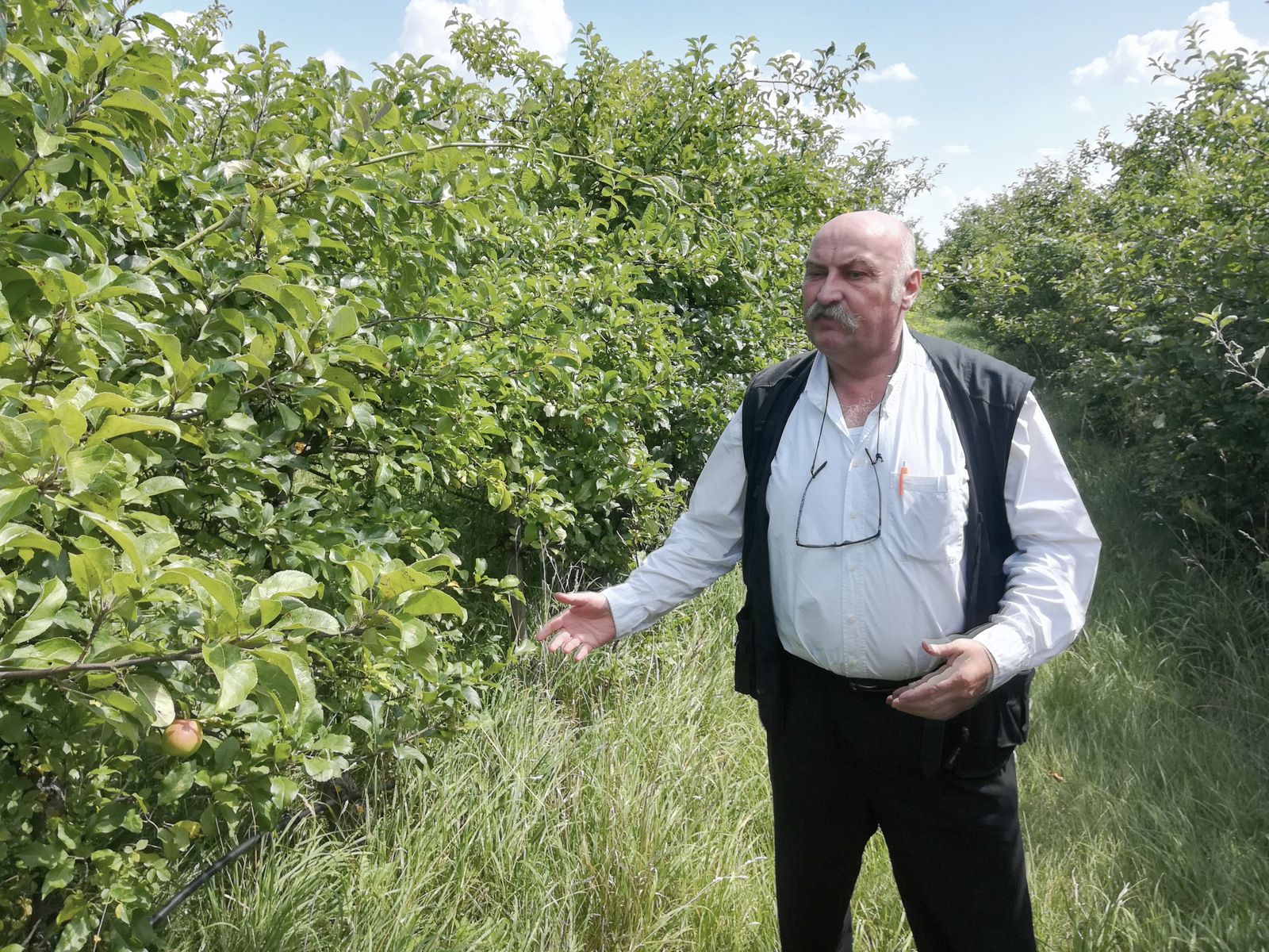 500 hektárový ovocný sad ohodnotil znalec na 190-tisíc eur. Vraj bol vysušený. Zdajú sa vám tieto stromy suché?