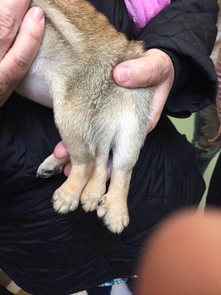 Šesťnohý mopslík Lulu bol zachránený adopciou. Chovatelia takýchto psov väčšinou nechajú utratiť