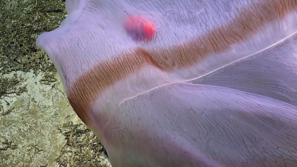 Nadšení vedci objavili zriedkavú medúzu v hĺbke 750 metrov pod morom