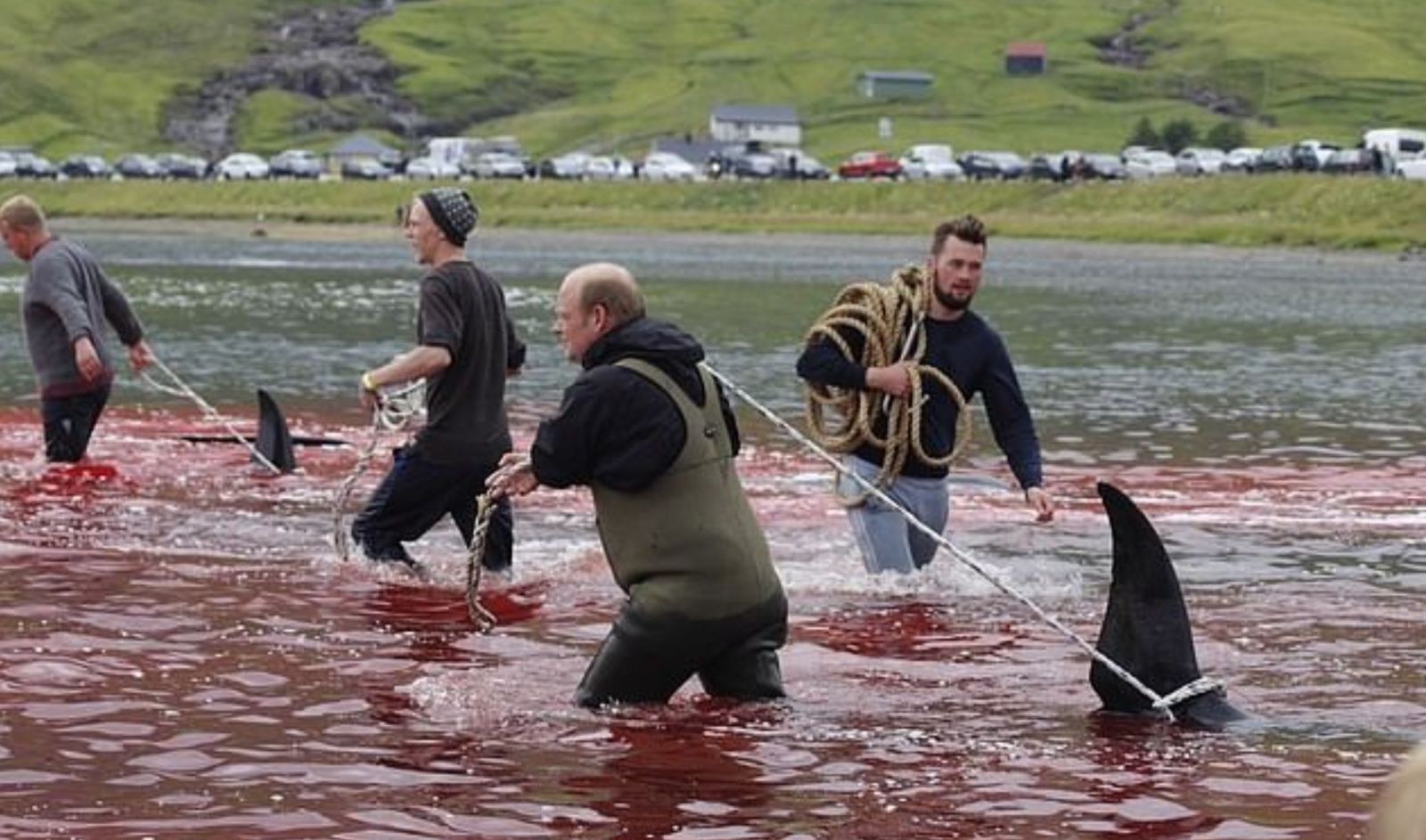 Lovci kruto zabili 23 veľrýb a more sfarbili dočervena