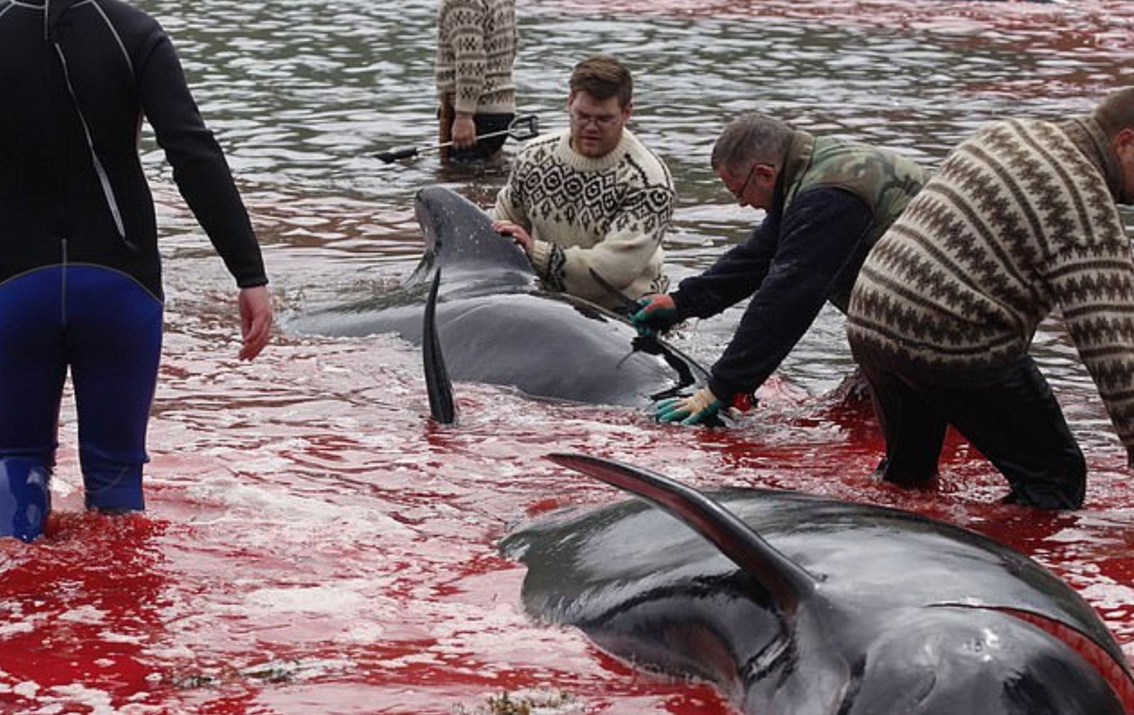 Lovci kruto zabili 23 veľrýb a more sfarbili dočervena