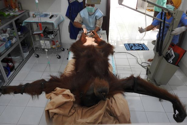 Tínedžeri postrelili orangutana 74-krát a oslepili ho. Ich trestom je recitácia modlitieb a upratanie mešity