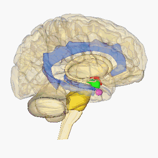 Human brain (hypothalamus=red, amygdala=green, hippocampus/fornix=blue, pons=gold, pituitary gland=pink)
