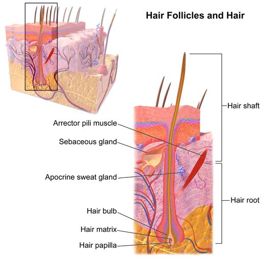 Štruktúra vlasového folikulu