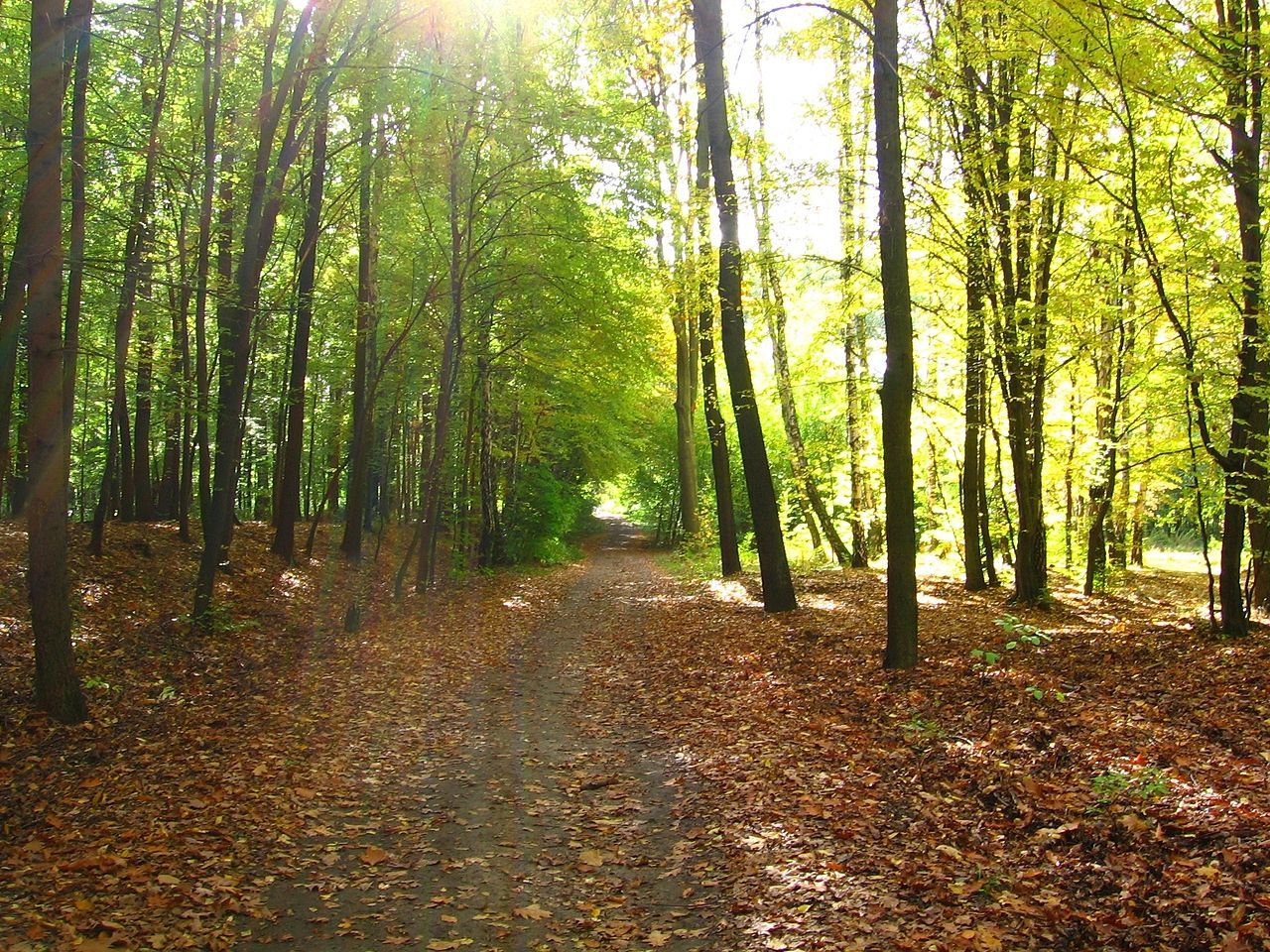 V Česku se letos vysadí 55 milionů nových stromů