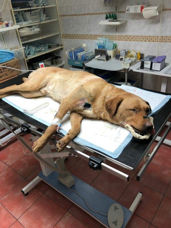 Ondřej Hován byl odsouzen za týrání svého psa na 21 měsíců