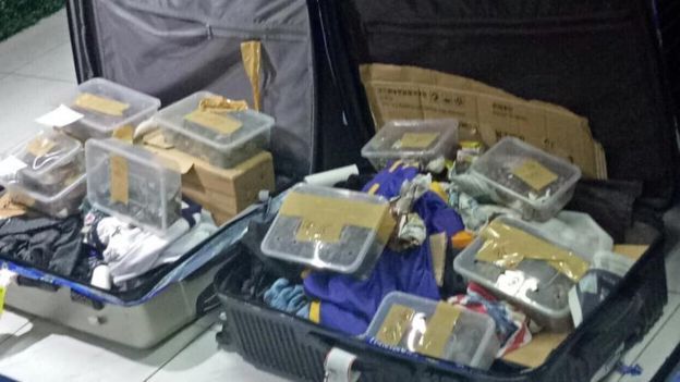 Cestující zanechal kufry na letišti, při otevření policie objevila želvy v hodnotě 1,7 milionu