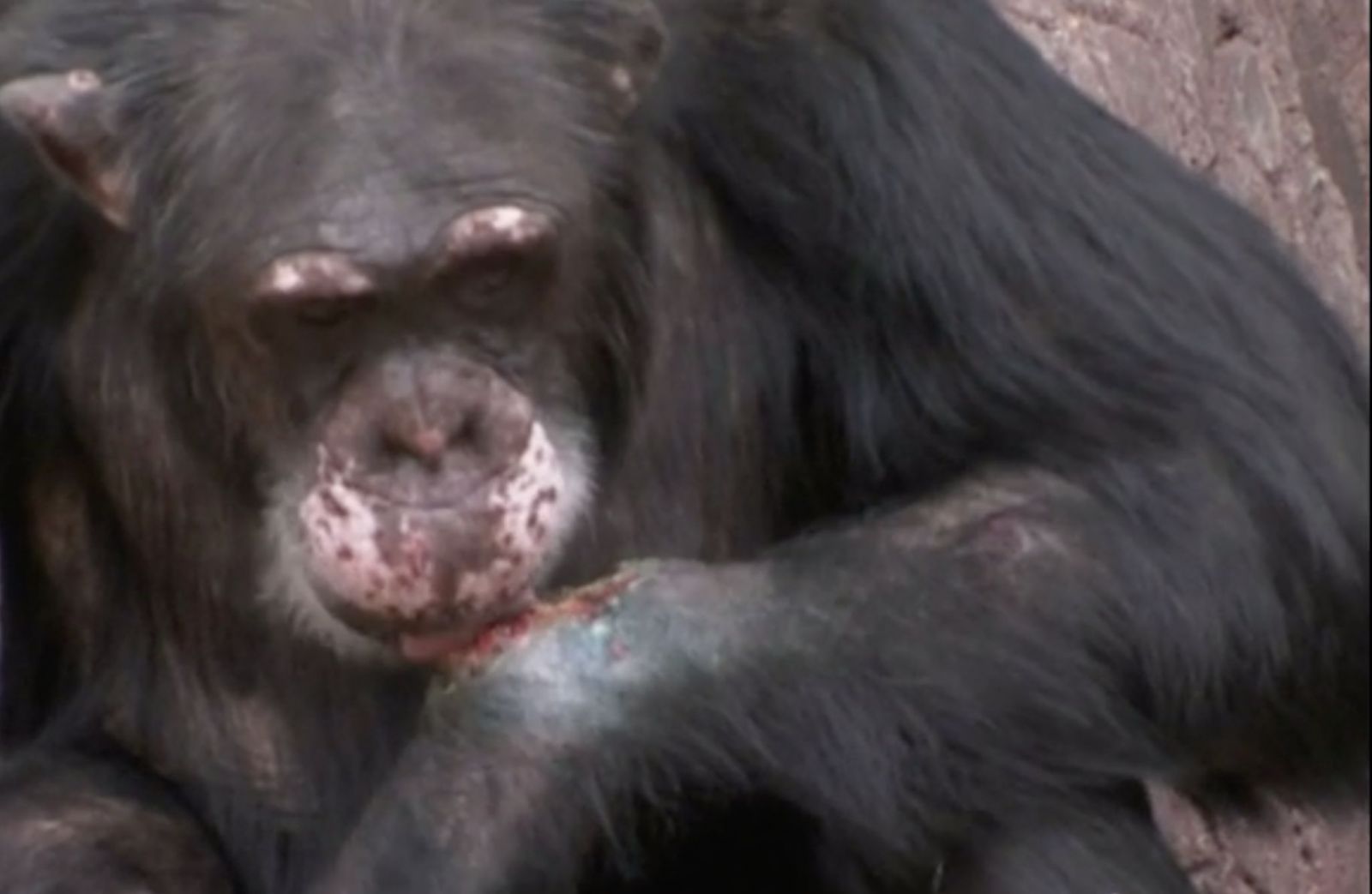 Šimpanzovi v ZOO návštevníci hodili drogy. Skoro sa uhrýzol k smrti