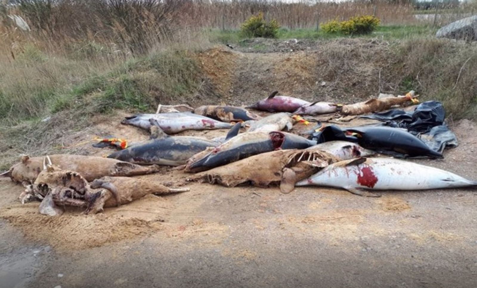 Vyše 700 mŕtvych delfínov skončilo na plážach vo Francúzsku. Znetvorené telá sú vinou rybárov