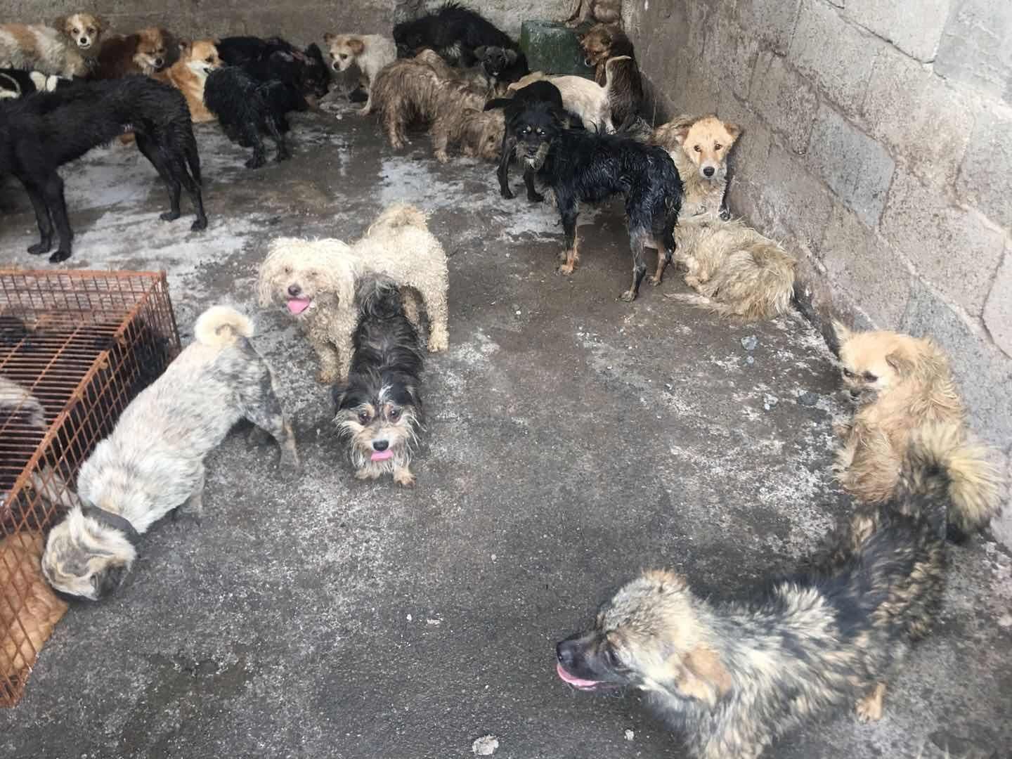 Na čínskom festivale psieho mäsa zrejme zomrelo až 3 000 zvierat